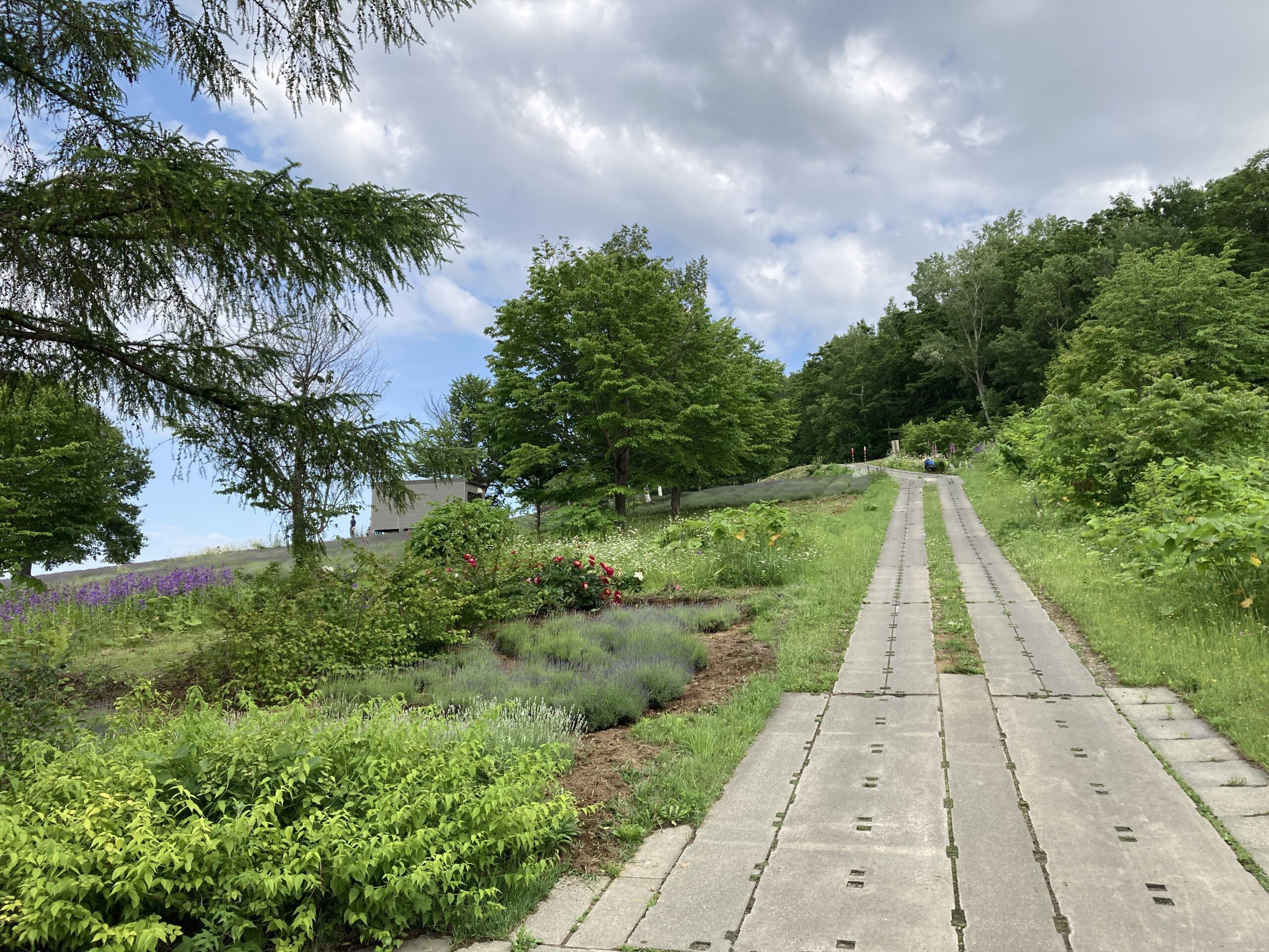 幌見峠ラベンダー園2