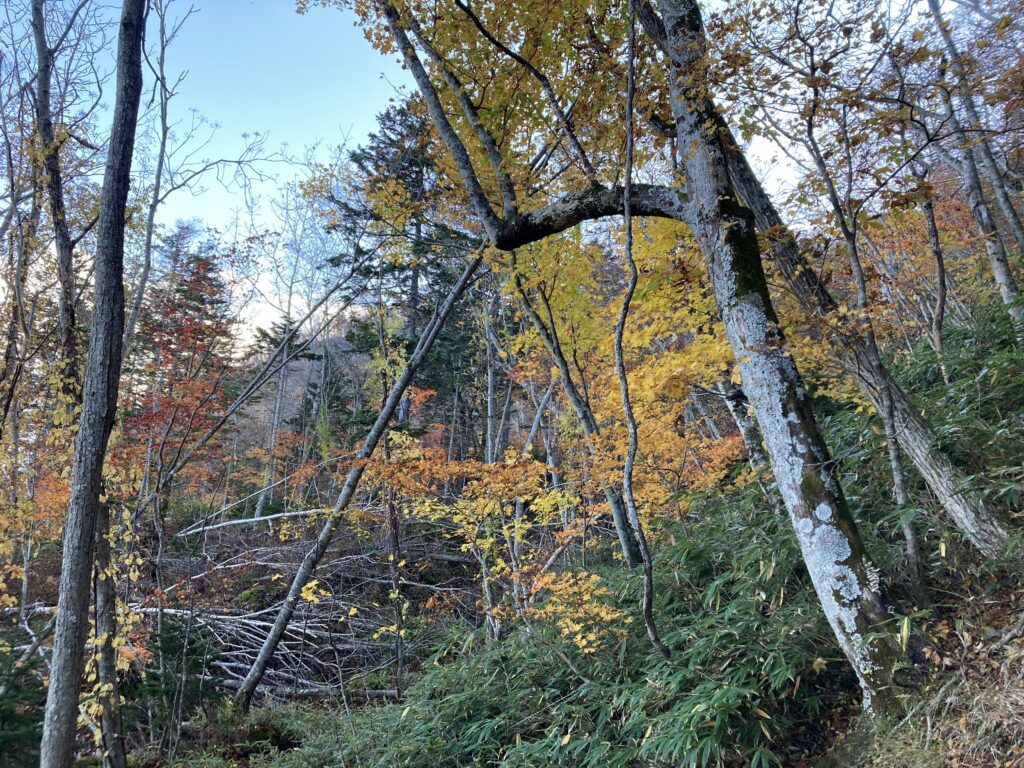 恵庭岳登山道の色彩紅葉