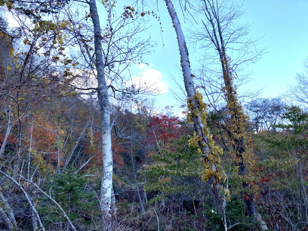 恵庭岳登山で見る中腹の紅葉