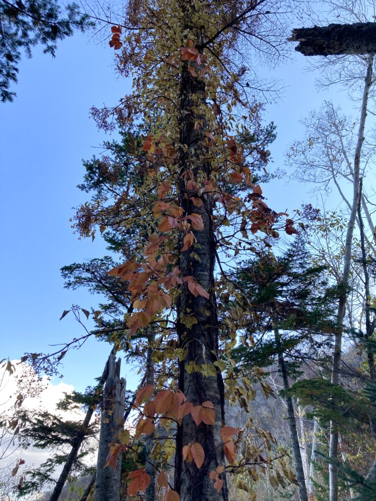 恵庭岳登山で見る蔦漆の紅葉