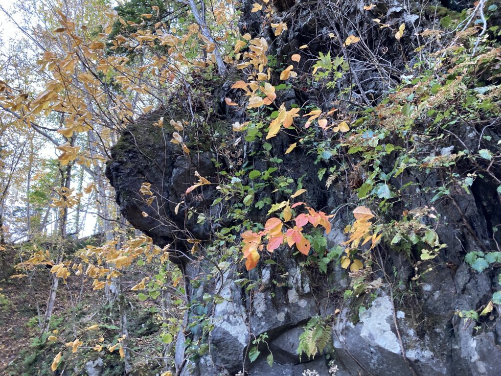 恵庭岳登山の紅葉