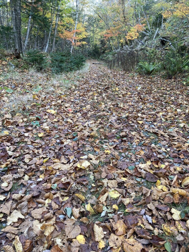 秋の恵庭岳登山道の落葉