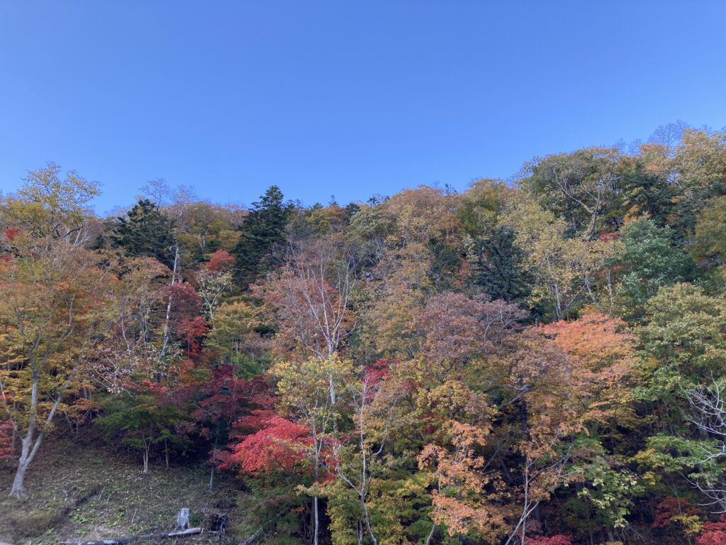 恵庭岳登山の麓の紅葉