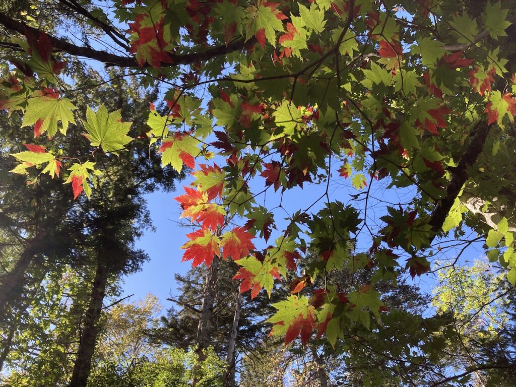 札幌空沼岳登山道のハウチワカエデの紅葉