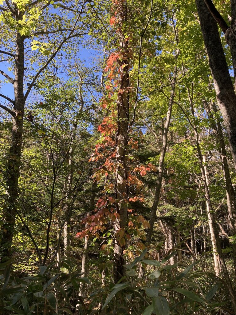 札幌空沼岳登山道の蔦漆の紅葉