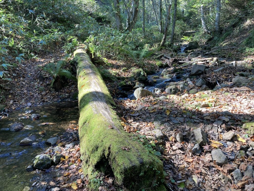 空沼岳登山で見る丸木橋