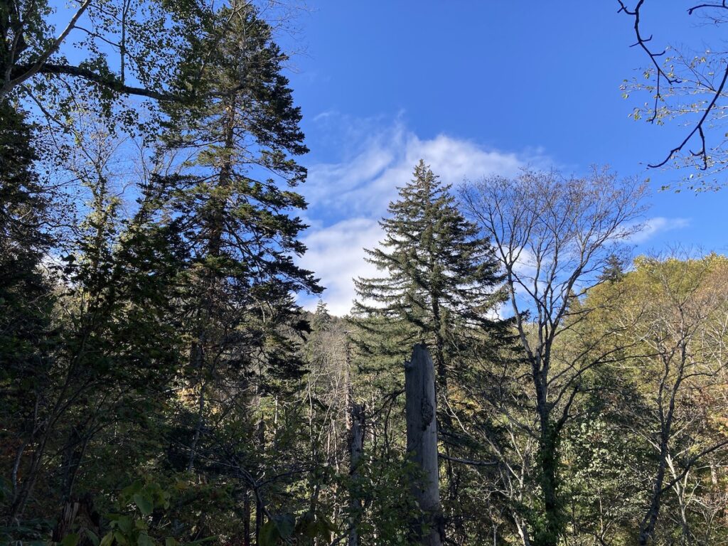 空沼岳登山で見るエゾマツの高木