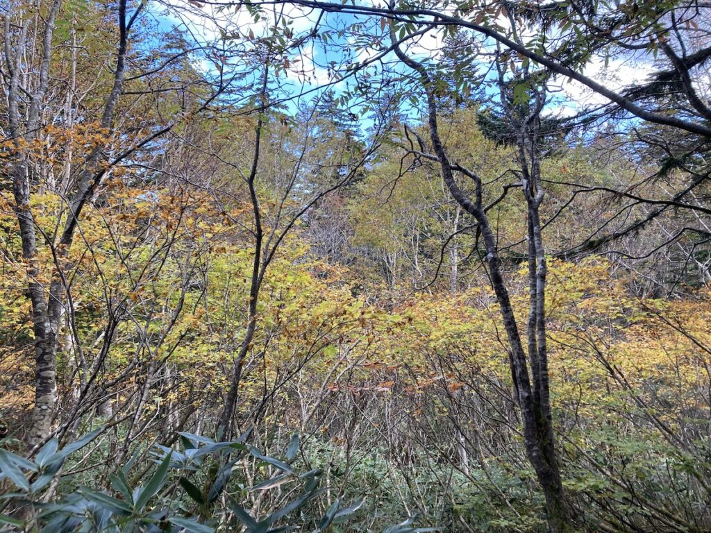 空沼岳登山で見るミネカエデの紅葉