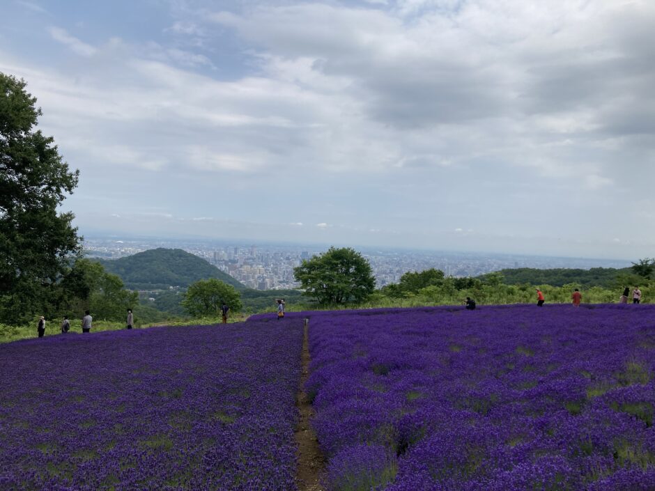 北海道のガーデンのラベンダー園