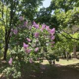 2023.05.20 札幌市中島公園の初夏