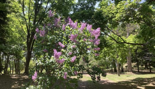 2023.05.20 札幌市中島公園の初夏