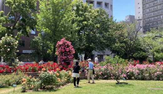 2023.06.24 大通公園バラ園