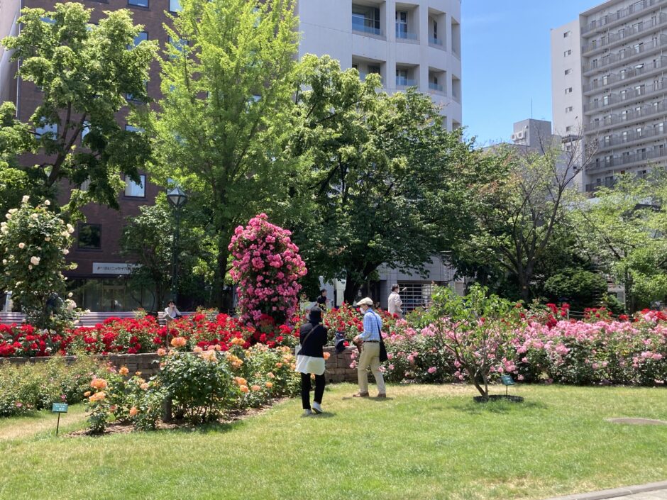 2023.06.24札幌大通公園バラ園