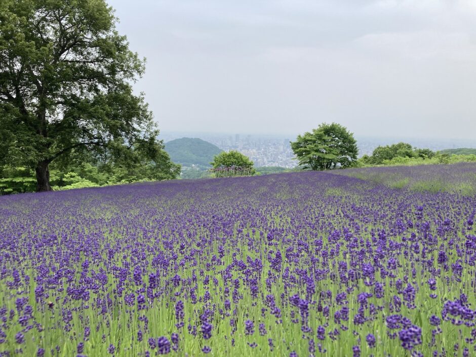 2023.06.30幌見峠ラベンダー園