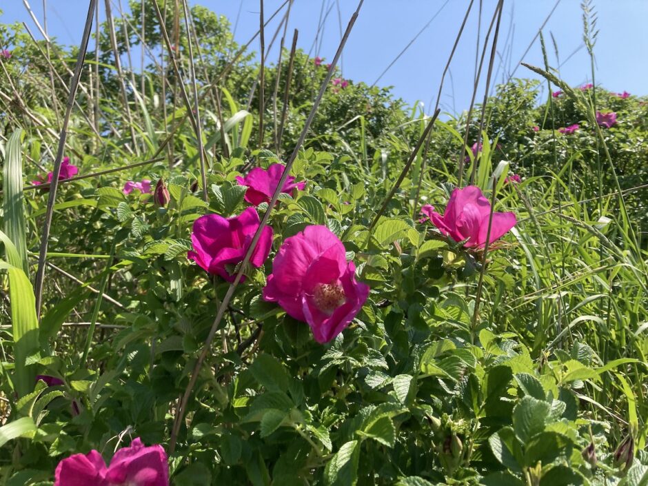 石狩はまなすの丘公園の花々が見頃エゾスカシユリ,ハマエンドウ