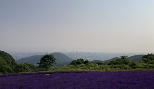 20240718 Horomitouge-Lavender Fram Garden