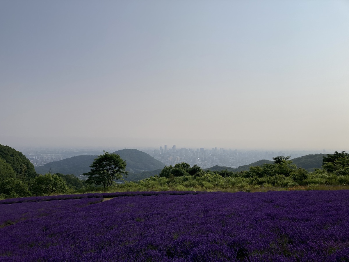 20240718 Horomitouge-Lavender Fram Garden